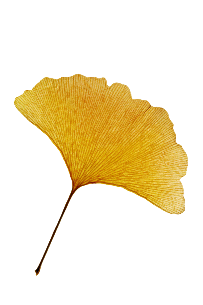 Detail Leaf Verpackung Nomer 19