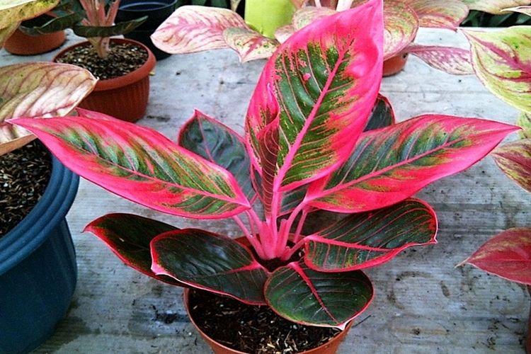 Contoh Gambar Bunga Aglaonema - KibrisPDR