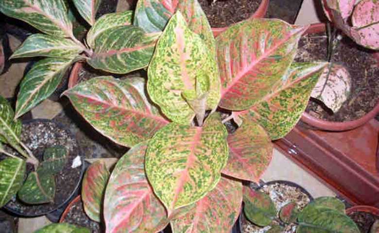 Detail Contoh Gambar Bunga Aglaonema Nomer 11