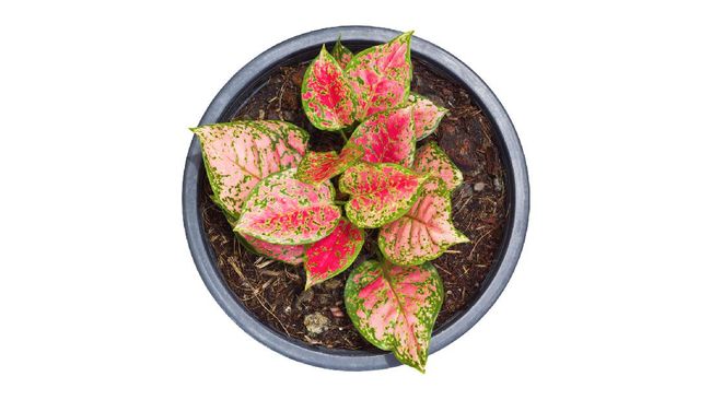 Detail Contoh Gambar Bunga Aglaonema Nomer 19