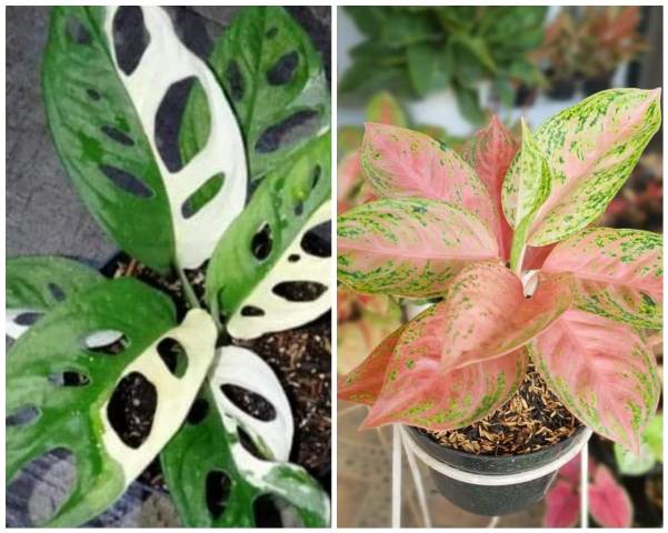 Detail Contoh Gambar Bunga Aglaonema Nomer 23