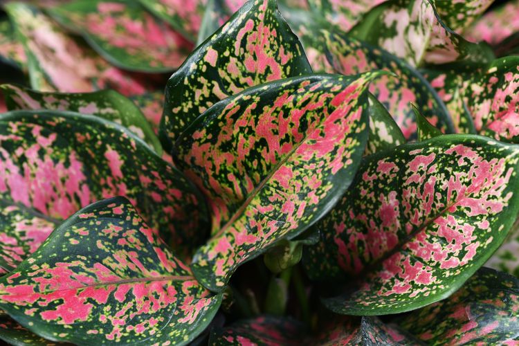 Detail Contoh Gambar Bunga Aglaonema Nomer 24