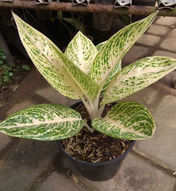 Detail Contoh Gambar Bunga Aglaonema Nomer 26