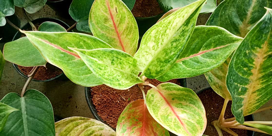 Detail Contoh Gambar Bunga Aglaonema Nomer 28