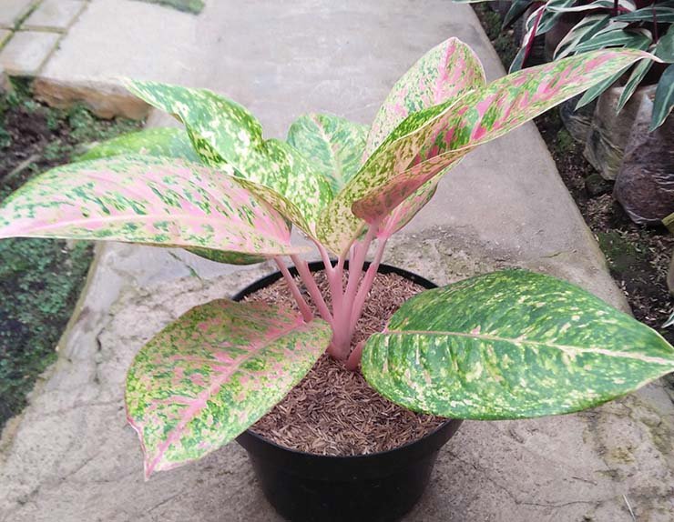 Detail Contoh Gambar Bunga Aglaonema Nomer 4