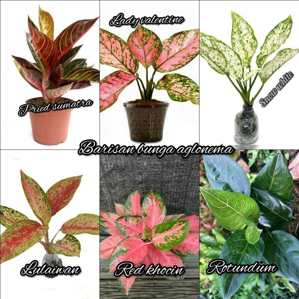 Detail Contoh Gambar Bunga Aglaonema Nomer 32