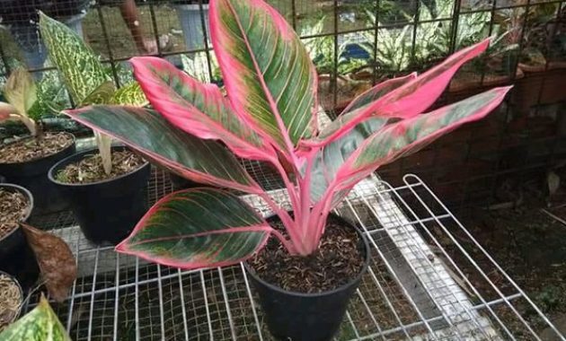 Detail Contoh Gambar Bunga Aglaonema Nomer 33