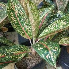 Detail Contoh Gambar Bunga Aglaonema Nomer 5