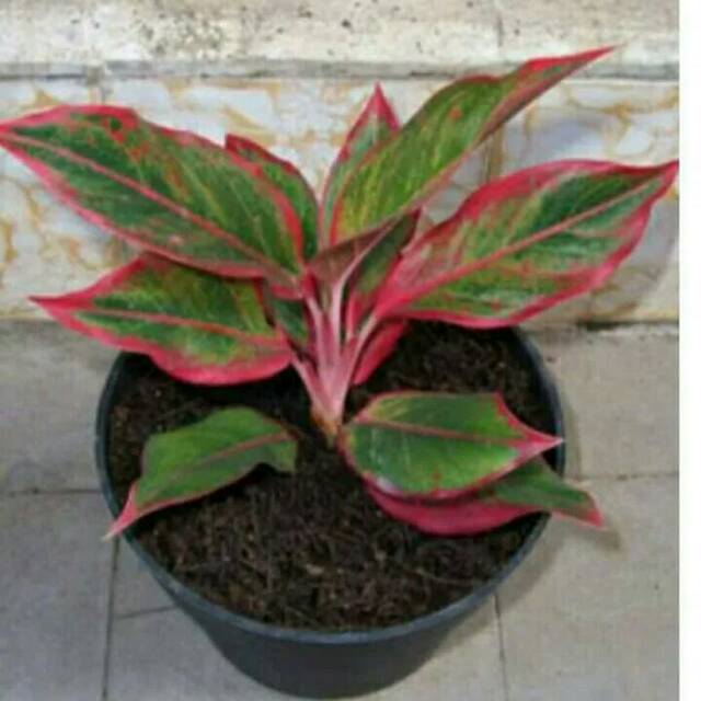 Detail Contoh Gambar Bunga Aglaonema Nomer 41