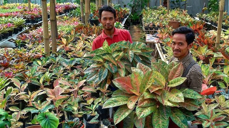 Detail Contoh Gambar Bunga Aglaonema Nomer 42