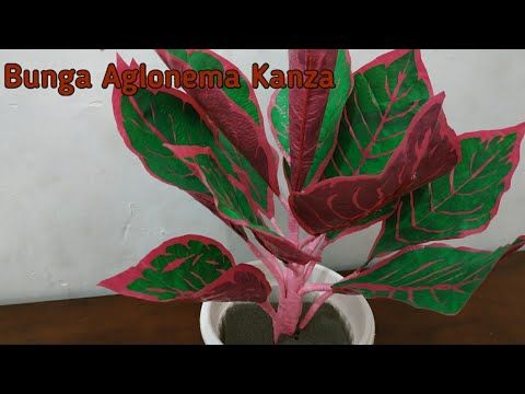 Detail Contoh Gambar Bunga Aglaonema Nomer 47