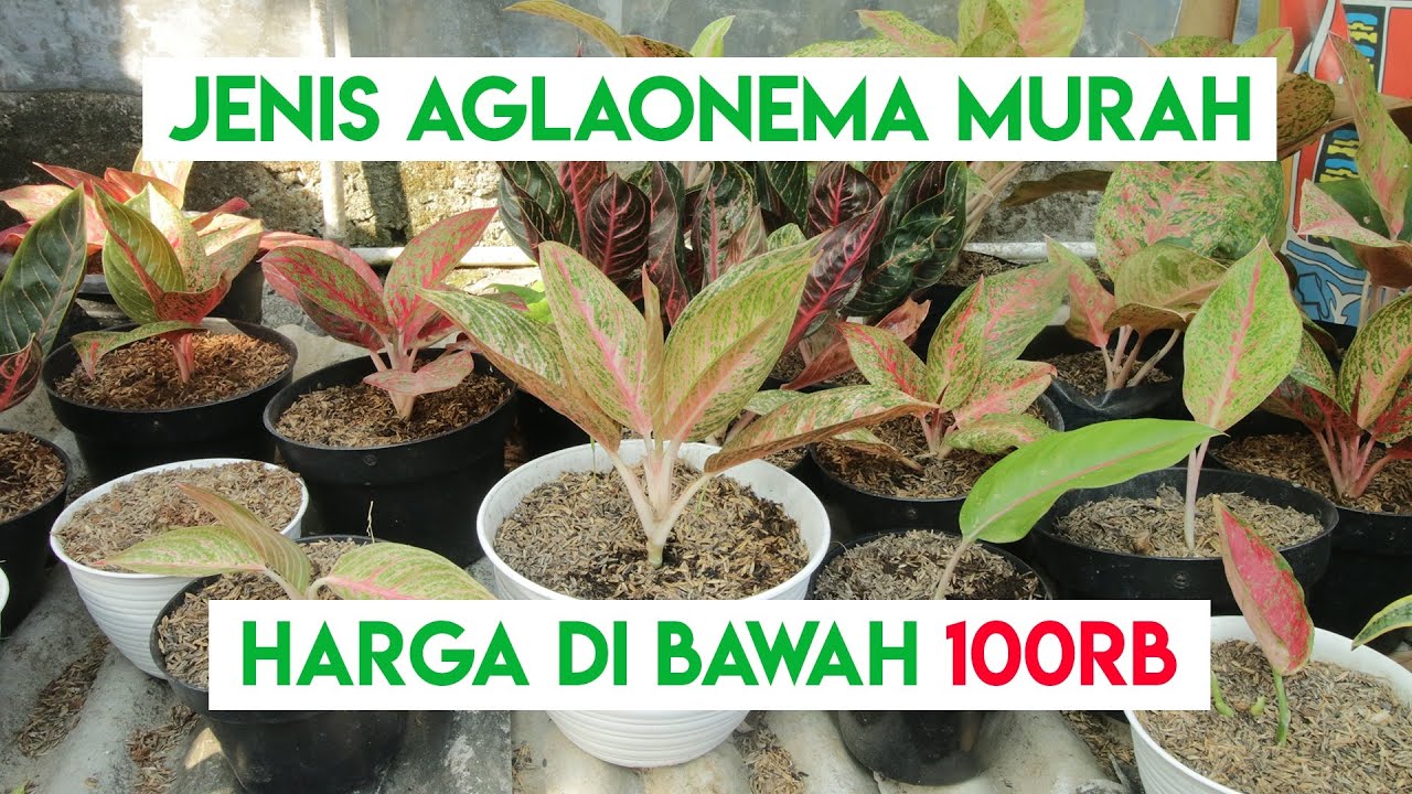 Detail Contoh Gambar Bunga Aglaonema Nomer 52