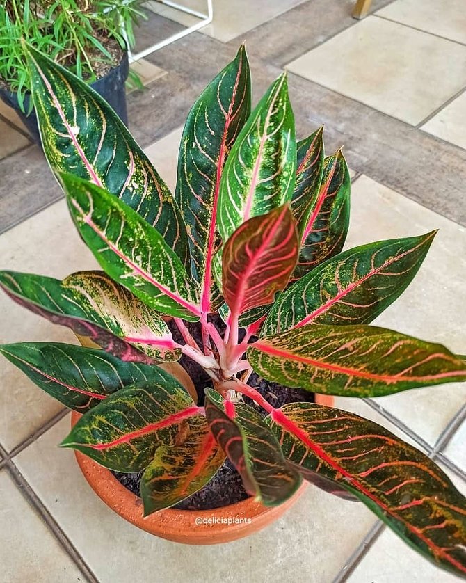 Detail Contoh Gambar Bunga Aglaonema Nomer 8