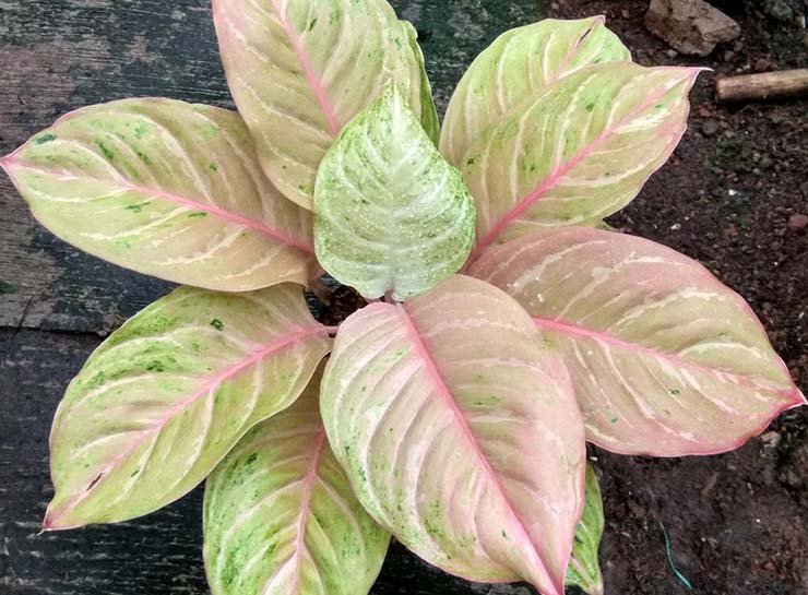 Detail Contoh Gambar Bunga Aglaonema Nomer 9