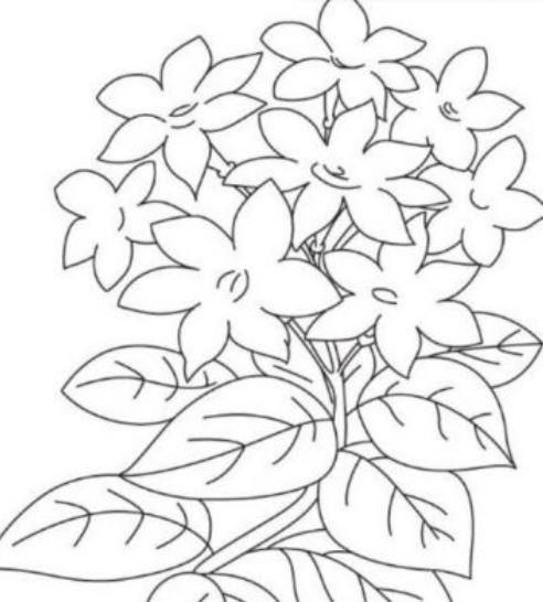 Detail Contoh Gambar Bunga Asoka Nomer 55