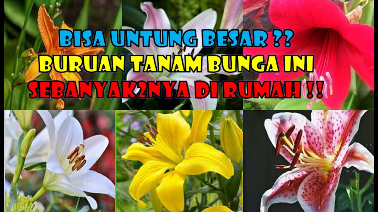 Detail Contoh Gambar Bunga Bakung Nomer 42