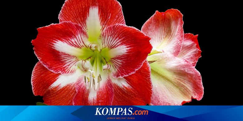 Detail Contoh Gambar Bunga Berwarna Nomer 34