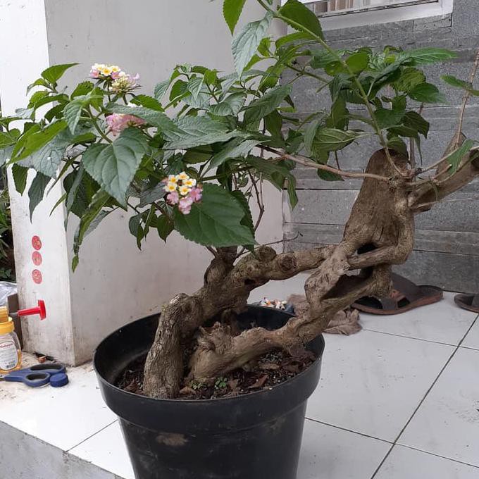 Detail Contoh Gambar Bunga Bonsai Nomer 26