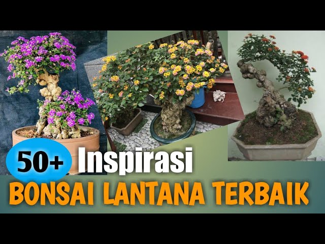 Detail Contoh Gambar Bunga Bonsai Nomer 35