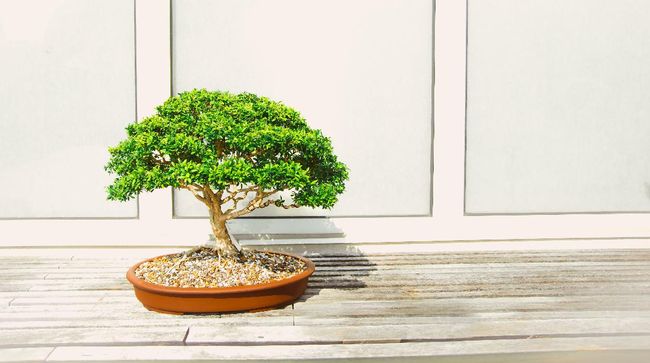 Detail Contoh Gambar Bunga Bonsai Nomer 36