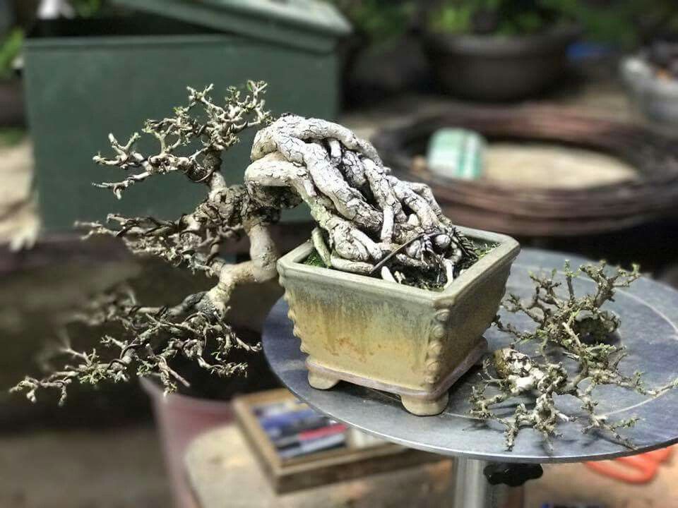 Detail Contoh Gambar Bunga Bonsai Nomer 44