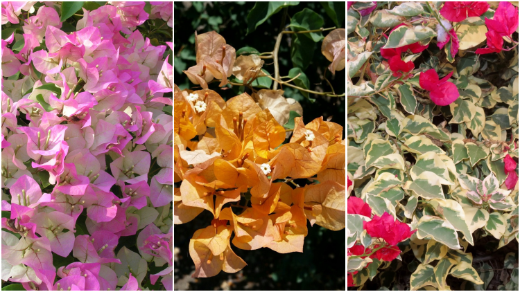Detail Contoh Gambar Bunga Bugenvil Nomer 27