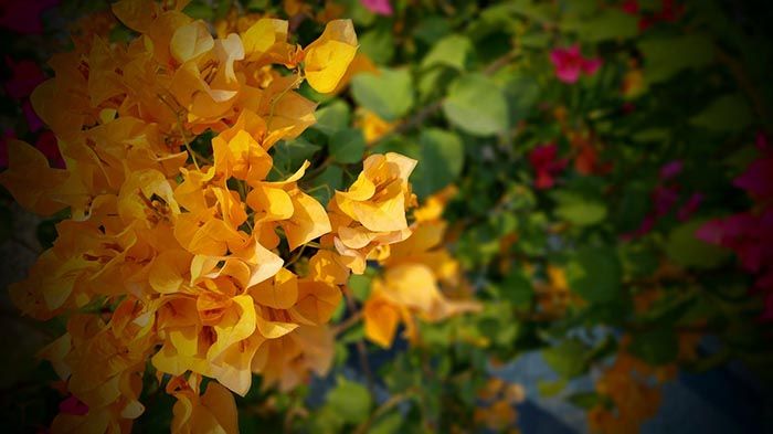 Detail Contoh Gambar Bunga Bugenvil Nomer 56