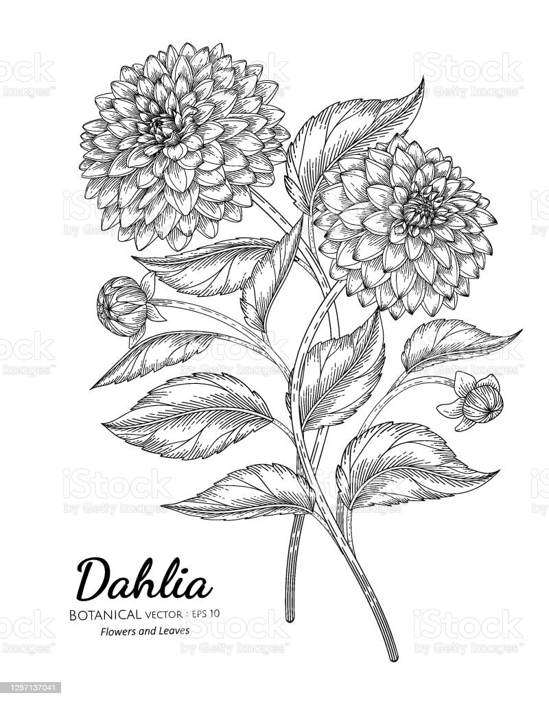 Detail Contoh Gambar Bunga Dahlia Nomer 31
