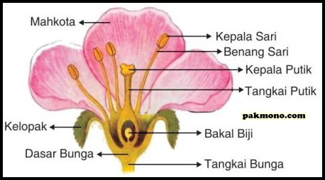 Detail Contoh Gambar Bunga Generatif Nomer 33