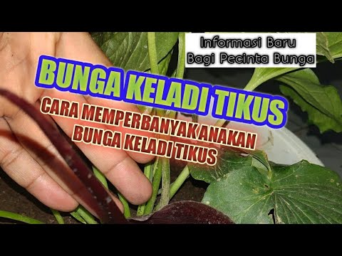 Detail Contoh Gambar Bunga Keladi Tikus Nomer 44