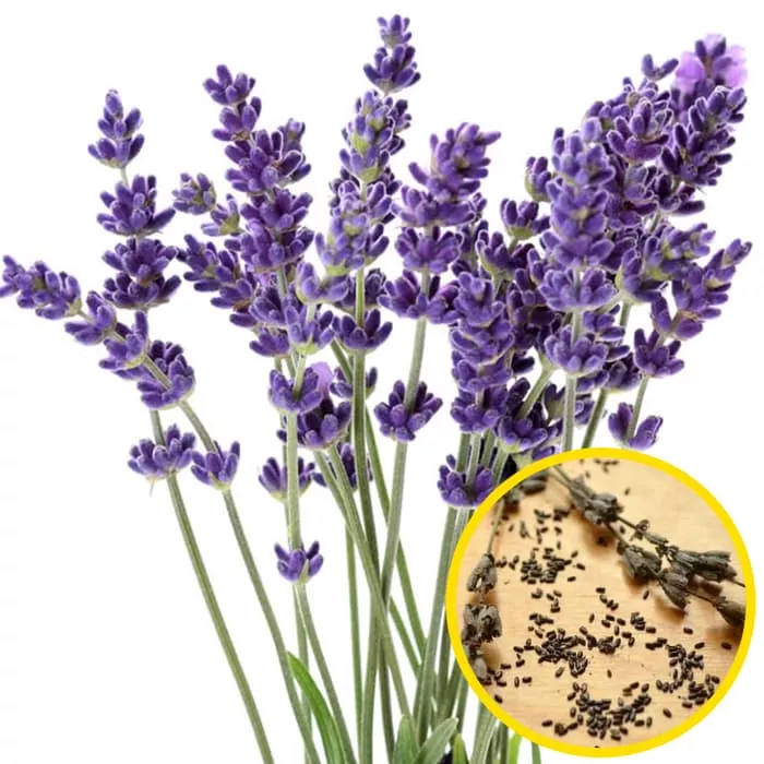 Detail Contoh Gambar Bunga Lavender Nomer 32