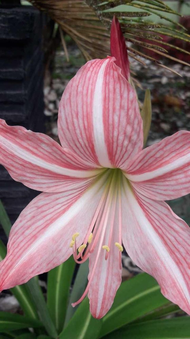 Detail Contoh Gambar Bunga Lily Nomer 29