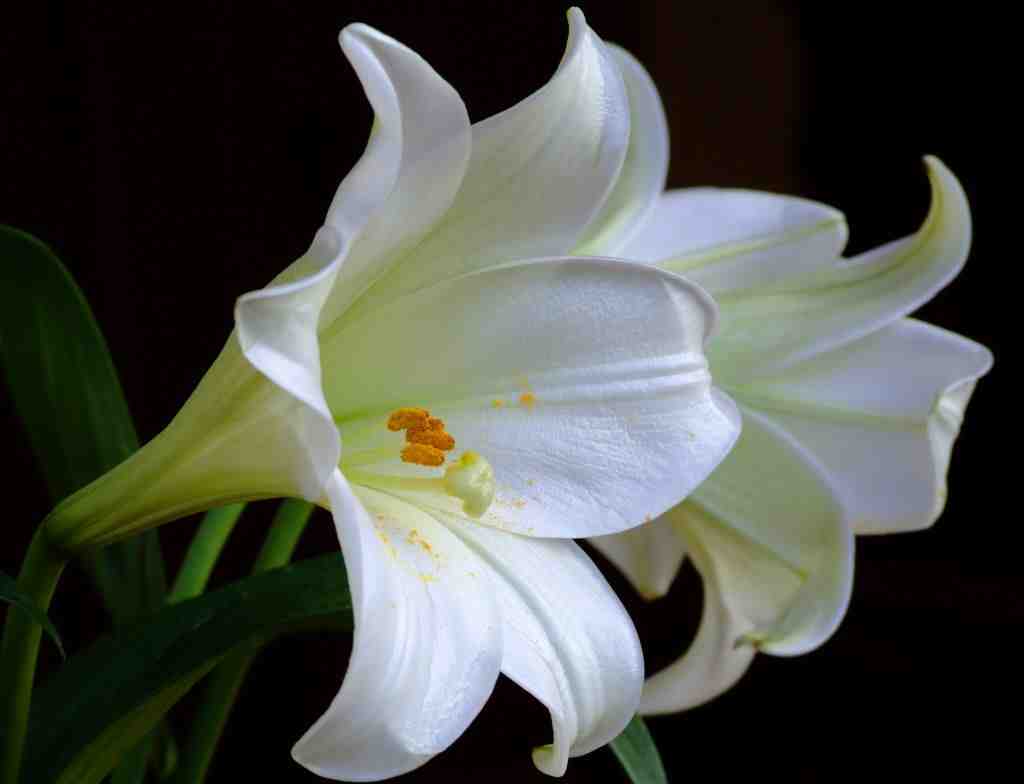 Detail Contoh Gambar Bunga Lily Nomer 48