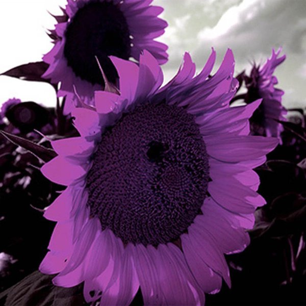 Detail Contoh Gambar Bunga Matahari Berwarna Nomer 30