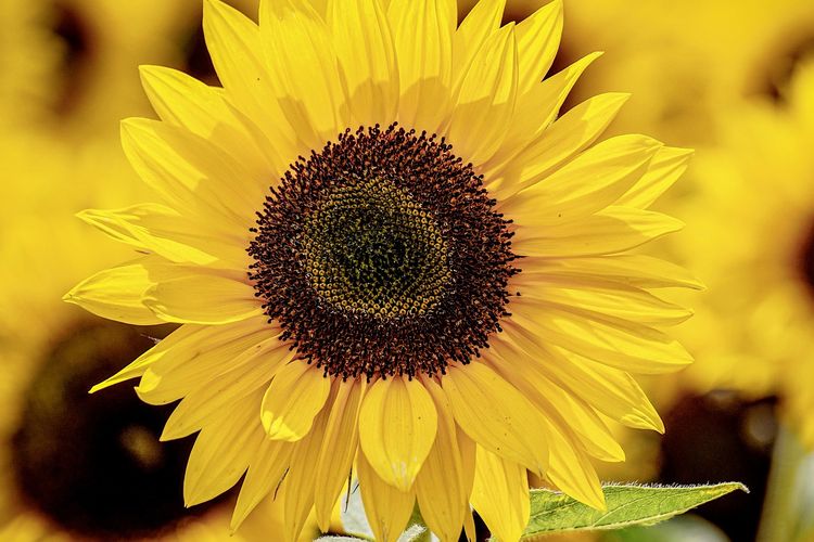Detail Contoh Gambar Bunga Matahari Berwarna Nomer 45