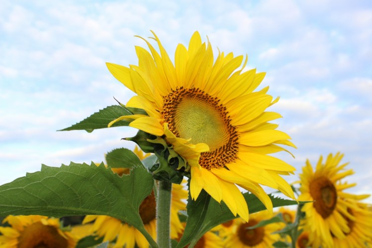 Detail Contoh Gambar Bunga Matahari Yang Gampang Nomer 54