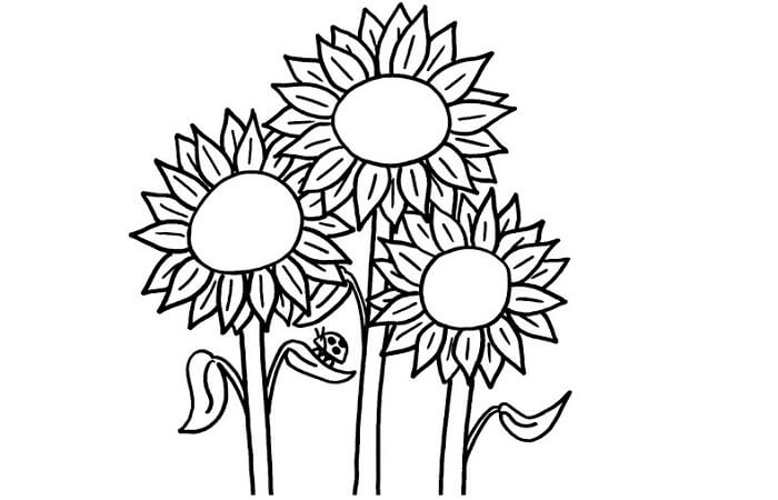 Detail Contoh Gambar Bunga Matahari Yang Mudah Digambar Nomer 39