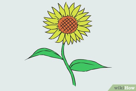 Detail Contoh Gambar Bunga Matahari Yang Mudah Digambar Nomer 10