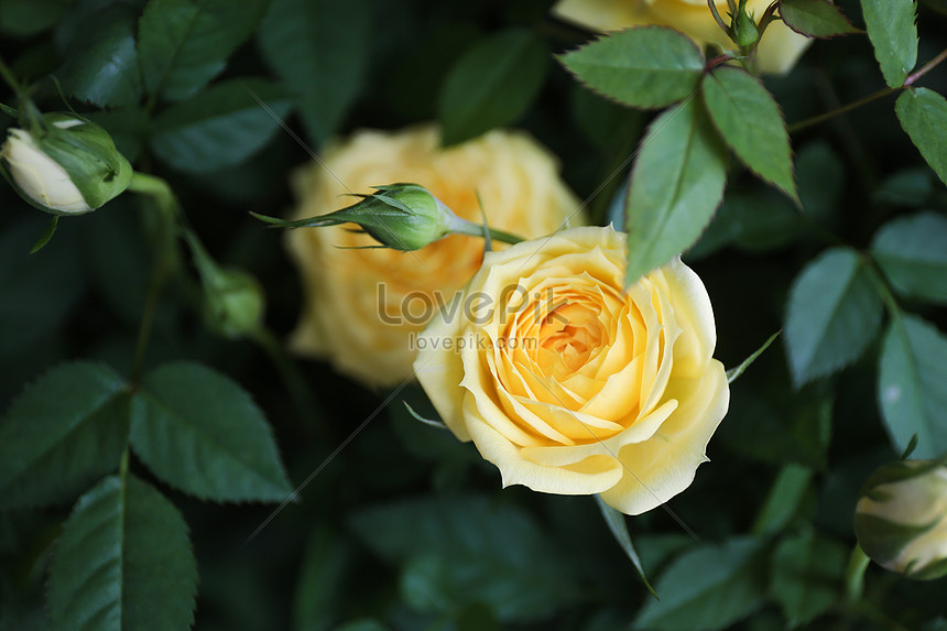 Detail Contoh Gambar Bunga Mawar Kuning Nomer 10