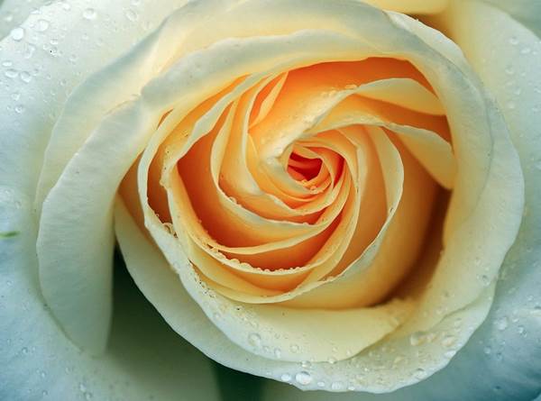 Detail Contoh Gambar Bunga Mawar Kuning Nomer 13