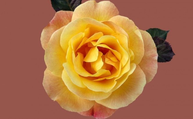 Detail Contoh Gambar Bunga Mawar Kuning Nomer 2
