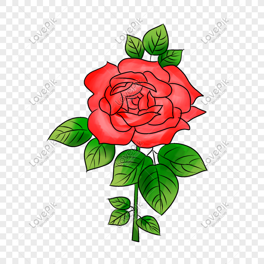 Detail Contoh Gambar Bunga Mawar Merah Nomer 6