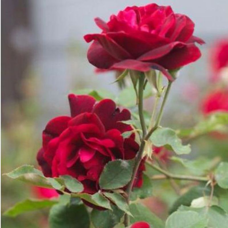 Detail Contoh Gambar Bunga Mawar Merah Nomer 49