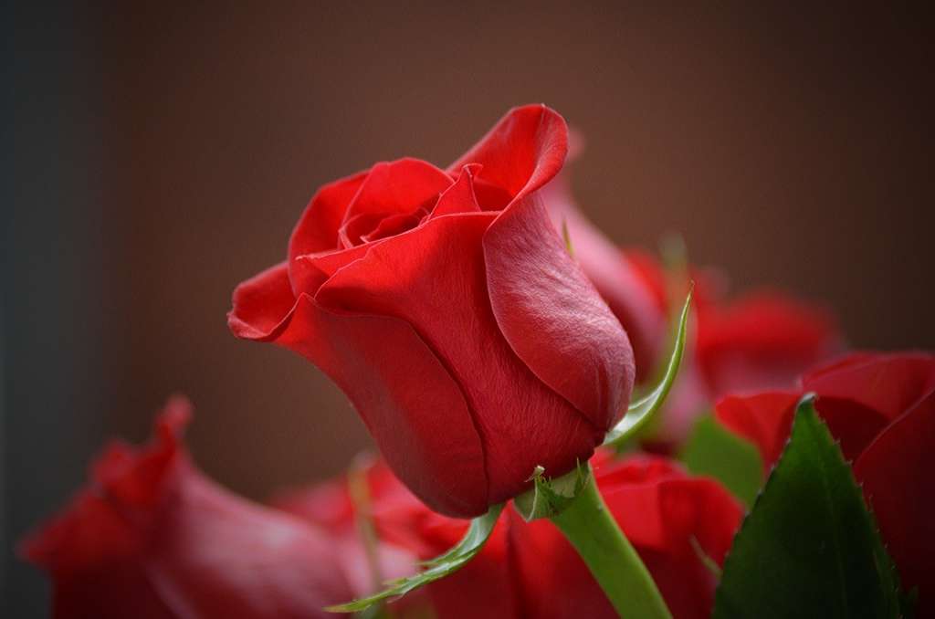 Download Contoh Gambar Bunga Mawar Merah Nomer 10