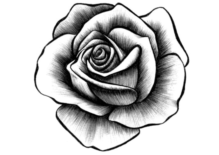 Detail Contoh Gambar Bunga Mawar Sederhana Nomer 32