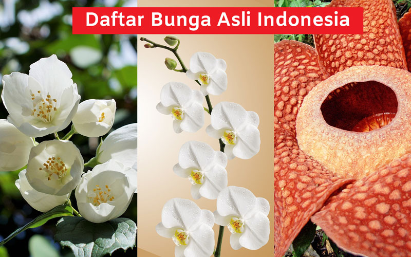 Detail Contoh Gambar Bunga Nasional Indonesia Nomer 12