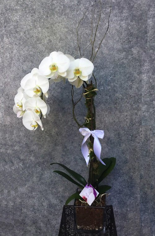 Detail Contoh Gambar Bunga Orkid Nomer 34