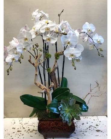 Detail Contoh Gambar Bunga Orkid Nomer 41