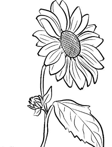 Detail Contoh Gambar Bunga Pensil Nomer 42