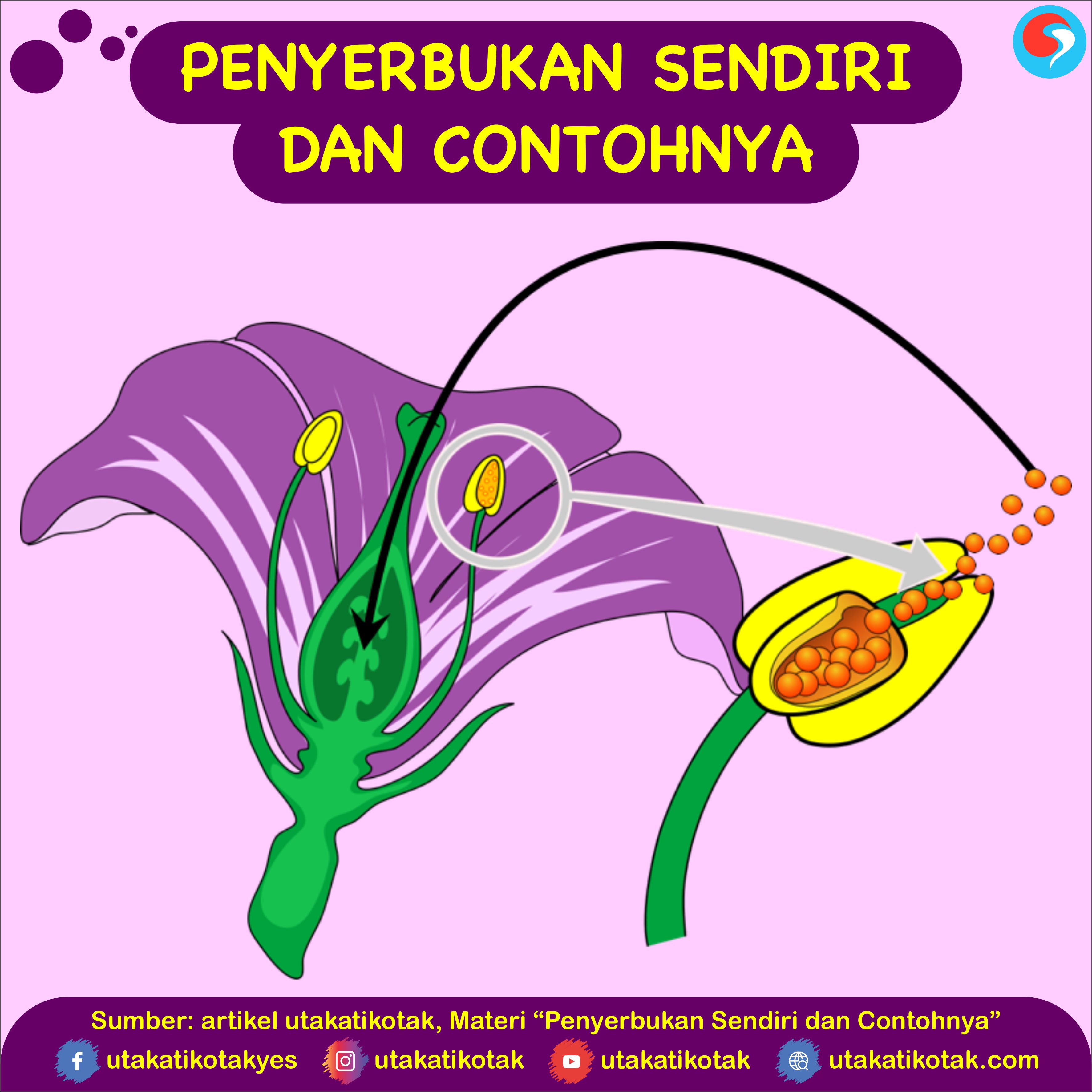 Detail Contoh Gambar Bunga Penyerbukan Nomer 12